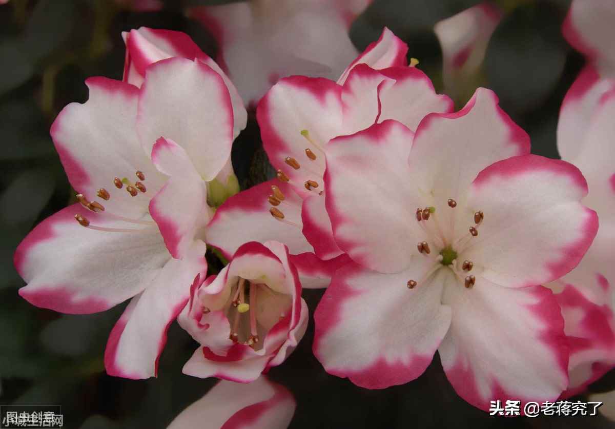 西洋杜鹃夏天怎么养不容易死