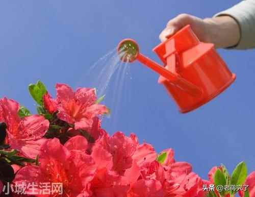 西洋杜鹃夏天怎么养不容易死
