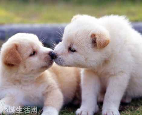 30天的狗狗怎么养经验分享