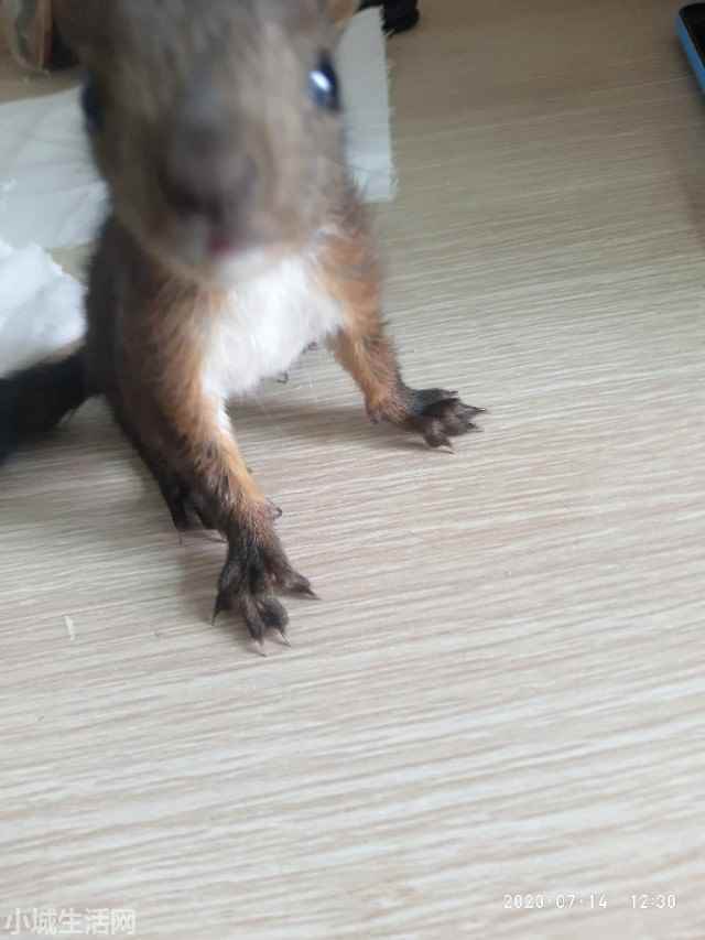 刚出生的小松鼠怎么养正确方法