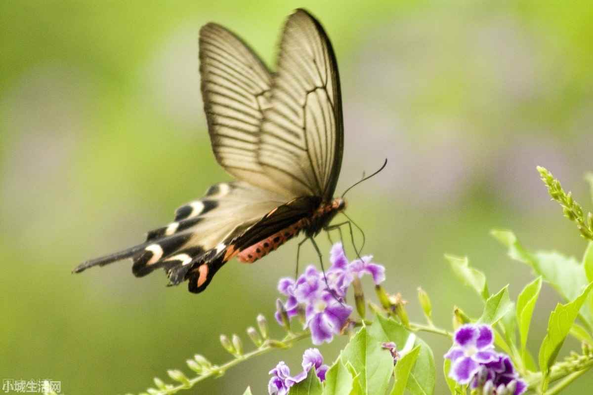 抓了一只蝴蝶怎么養(yǎng)詳細(xì)介紹