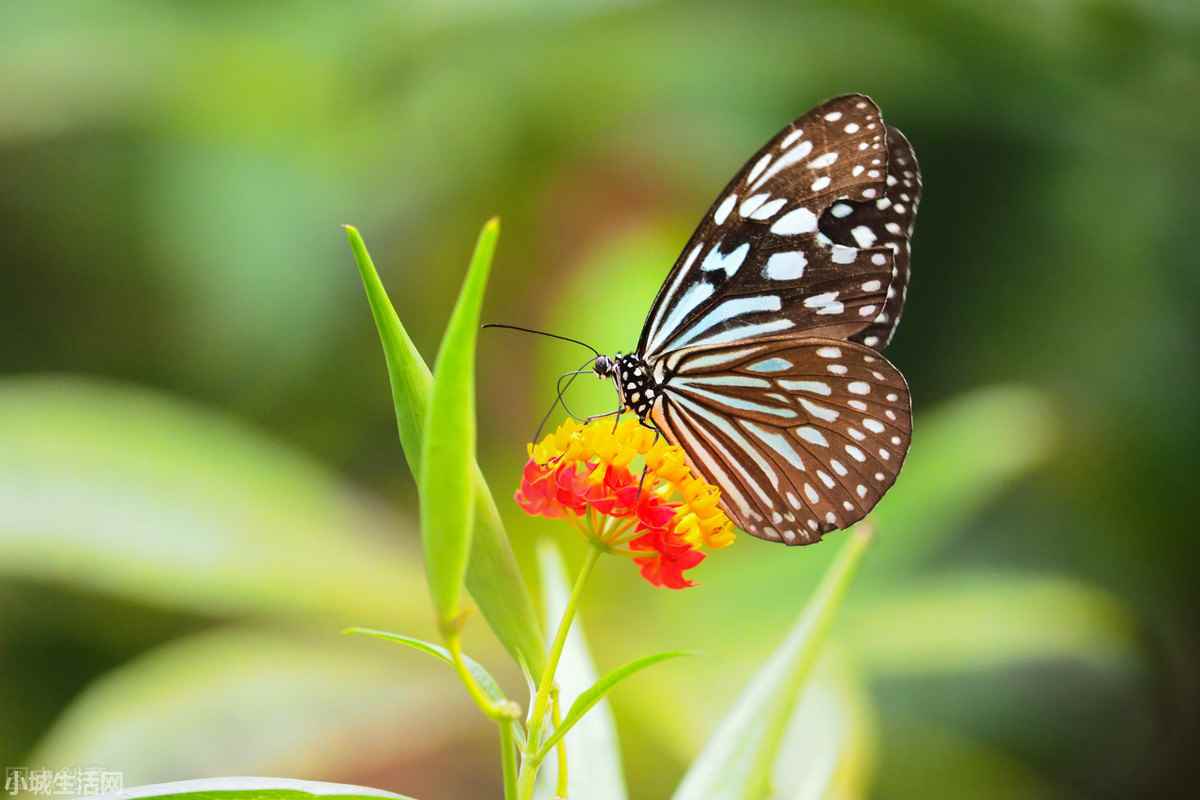 抓了一只蝴蝶怎么養(yǎng)詳細(xì)介紹