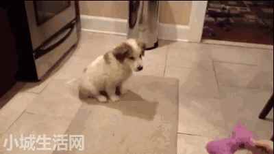 金毛犬小时候怎么养不容易死