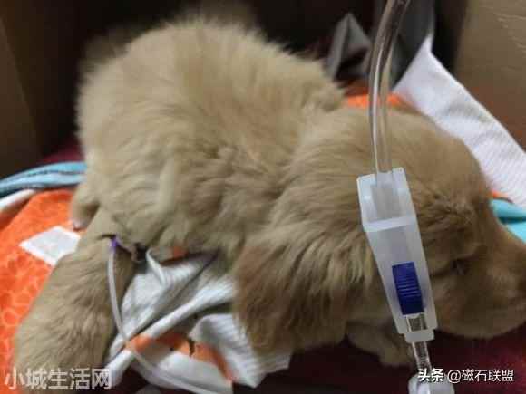 金毛犬小时候怎么养不容易死