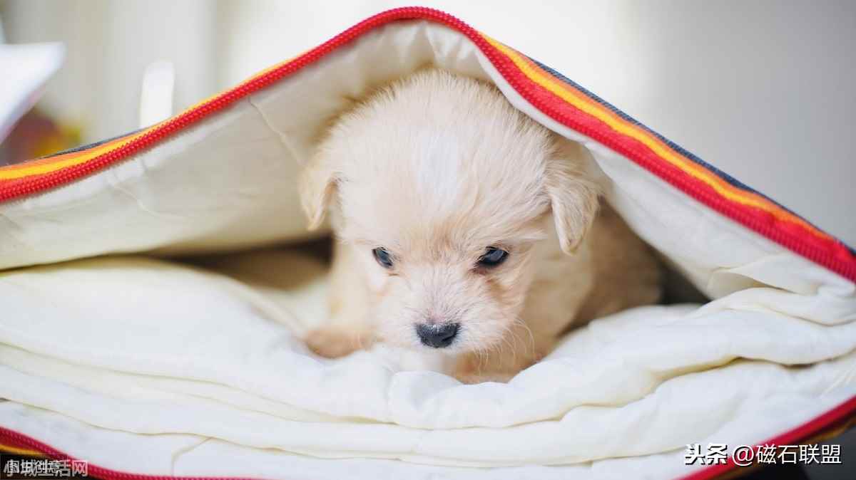 金毛犬小时候怎么养不容易死