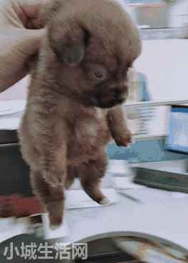金毛犬小时候怎么养不容易死
