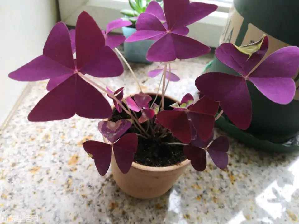 紫叶榨浆草怎么养新手必看