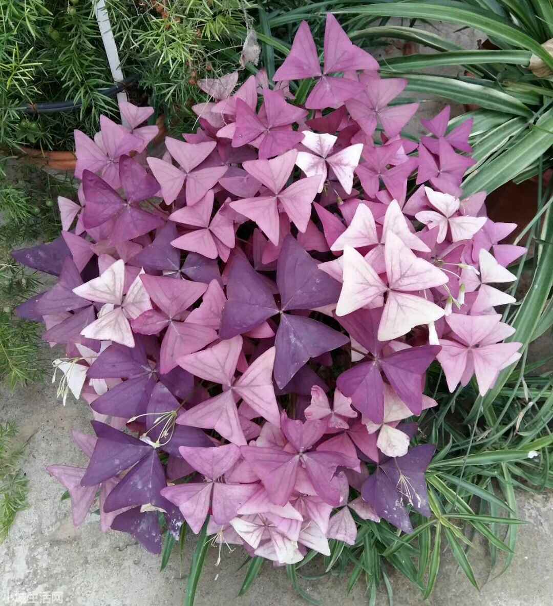 紫叶榨浆草怎么养新手必看