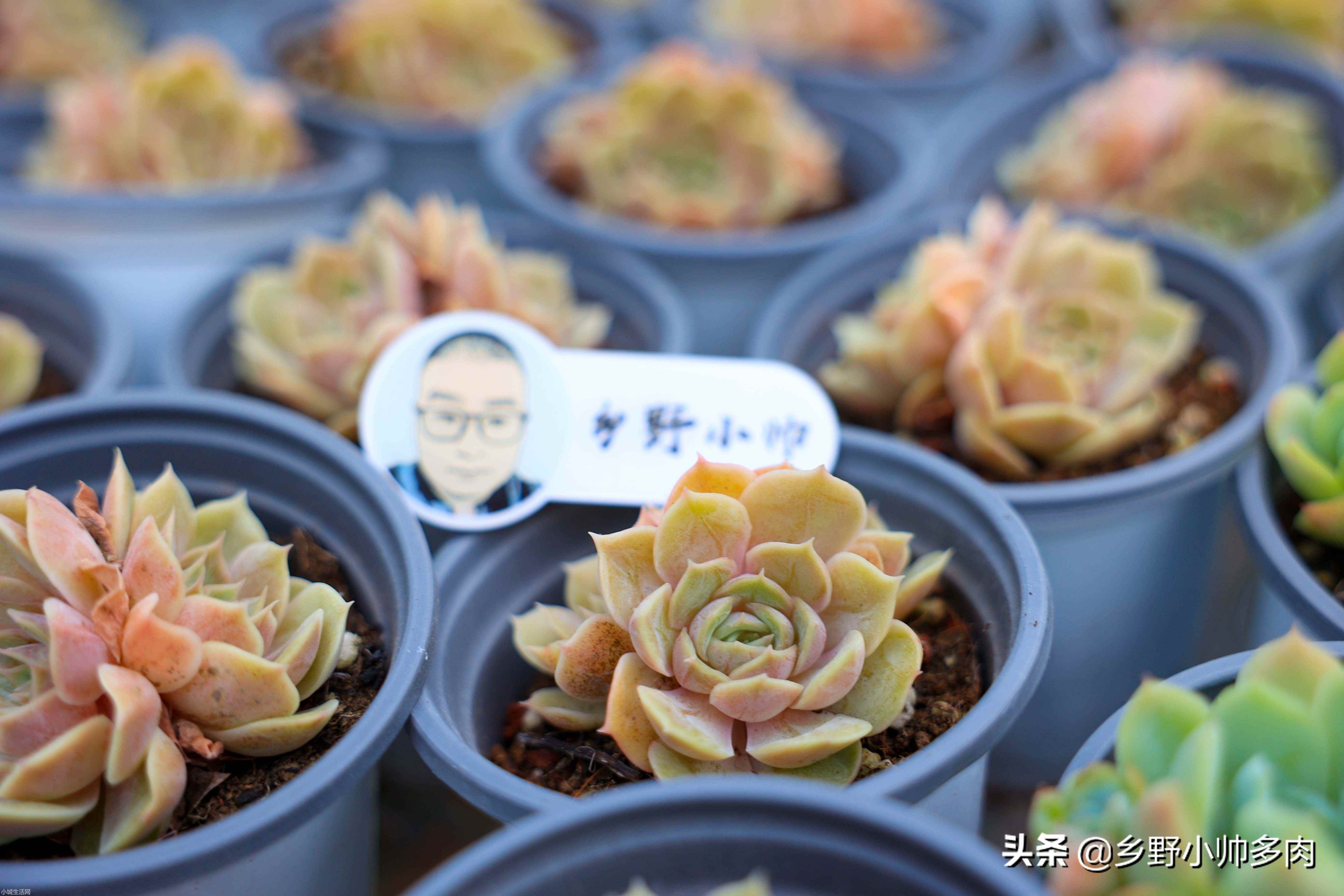 多肉植物昂斯诺怎么养比较好