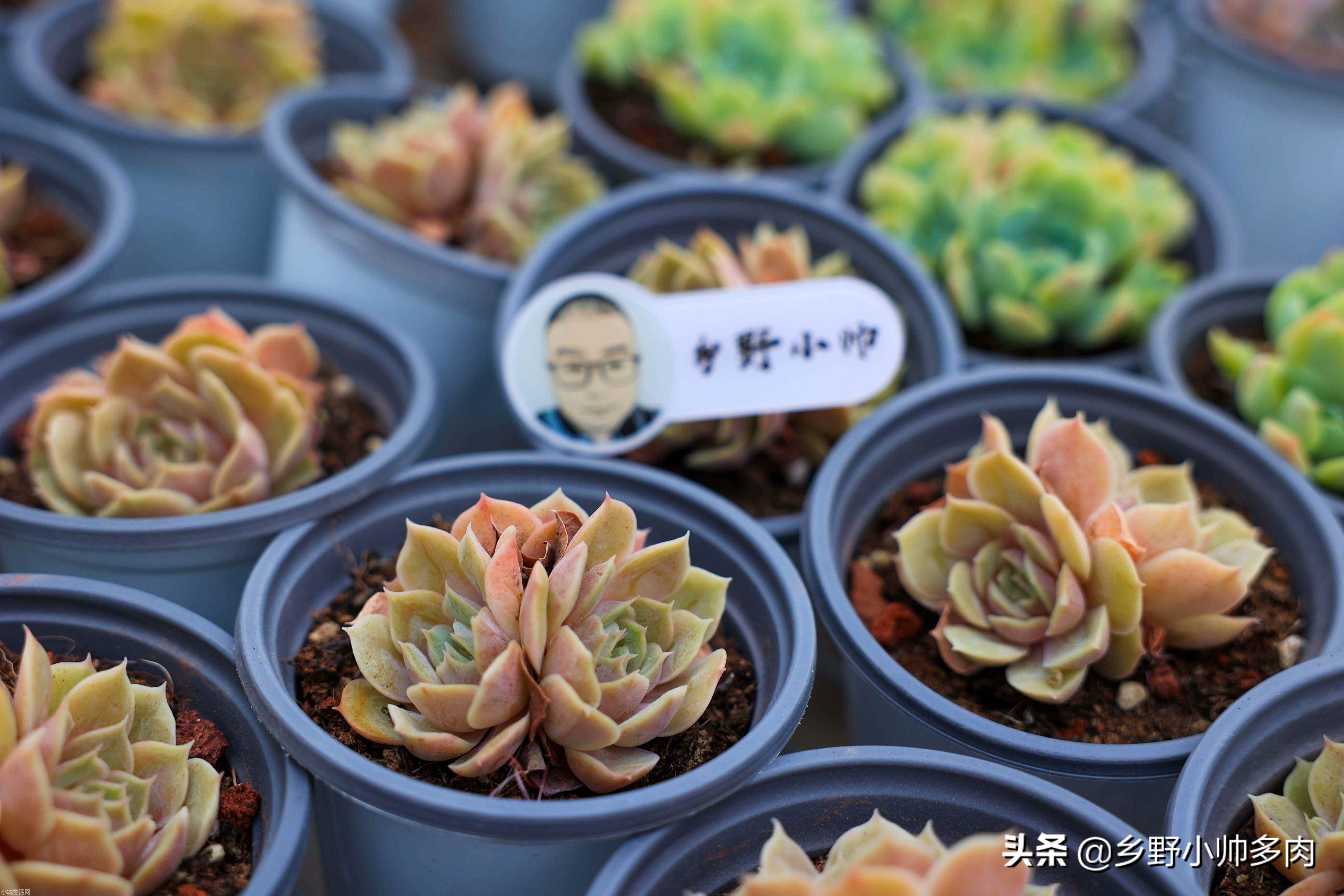 多肉植物昂斯诺怎么养比较好
