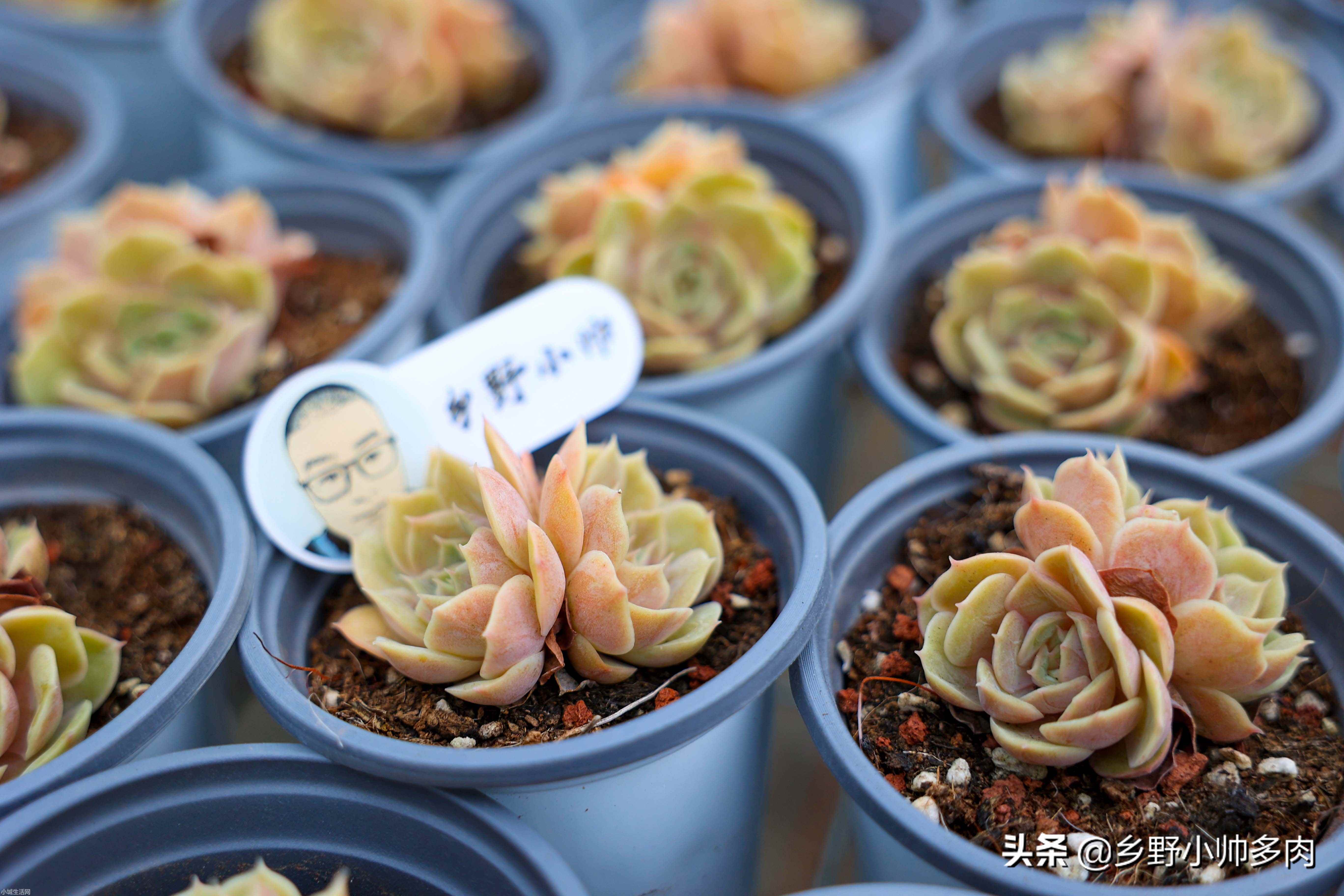 多肉植物昂斯诺怎么养比较好