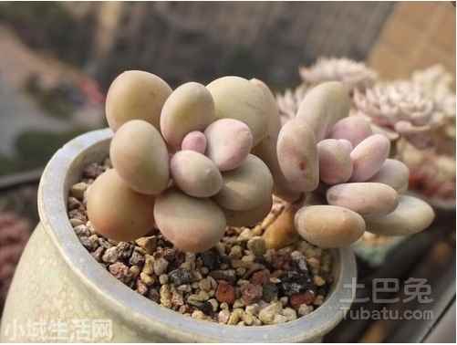 多肉植物桃美人怎么养正确方法