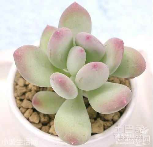 多肉植物桃美人怎么养正确方法