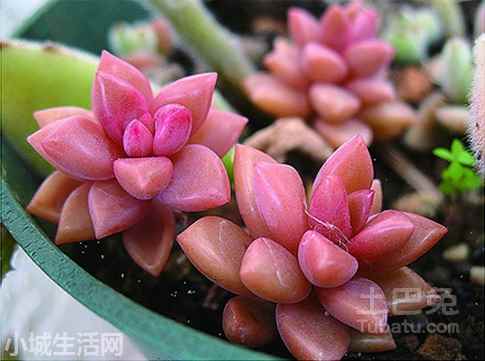 多肉植物桃美人怎么养正确方法