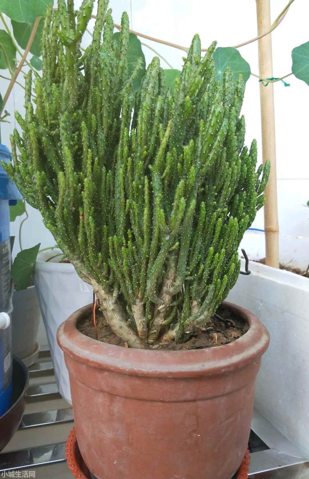 多肉招财手植物怎么养忌讳什么