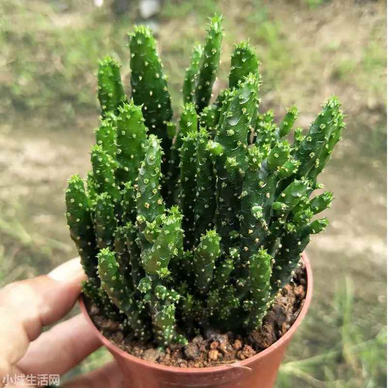 多肉招财手植物怎么养忌讳什么