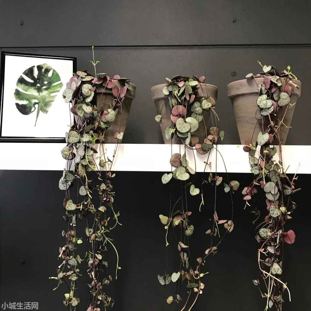 ?心叶蔓绿绒怎么养不容易死