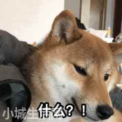 成年泰迪换主人怎么养最佳