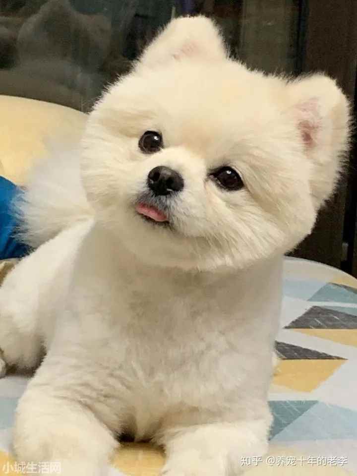 成年泰迪换主人怎么养最佳