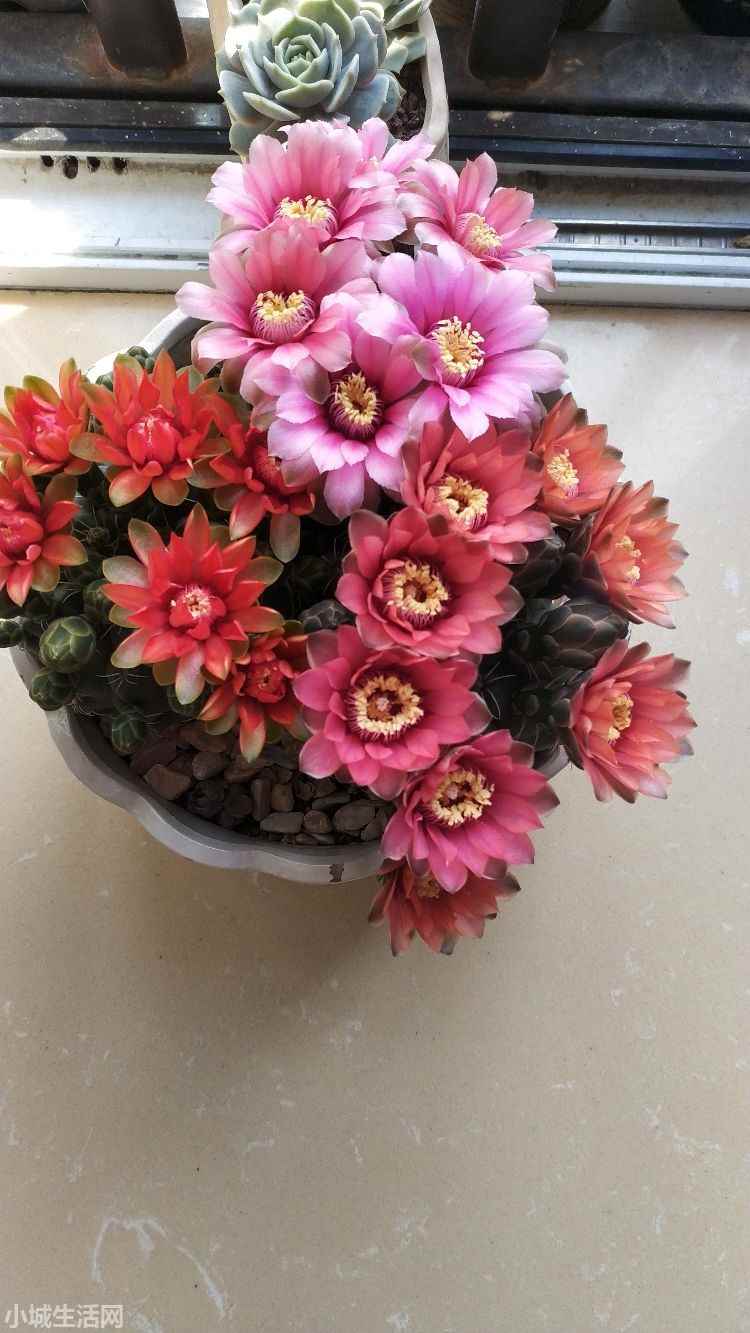 仙人球夏天怎么养详细介绍
