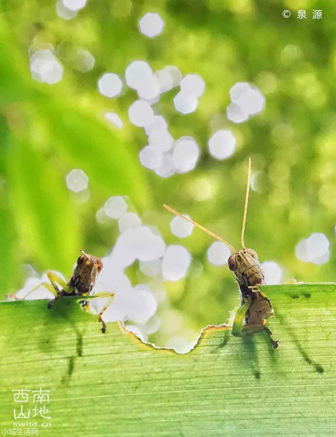 云眼斑螳螂怎么养正确方法