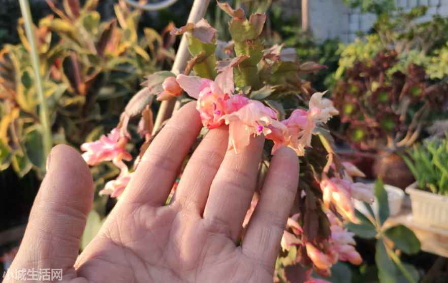 ?蟹爪兰开花时怎么养长得好