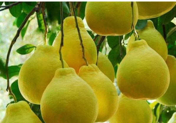 吃柚子的好處介紹 吃柚子有什么壞處