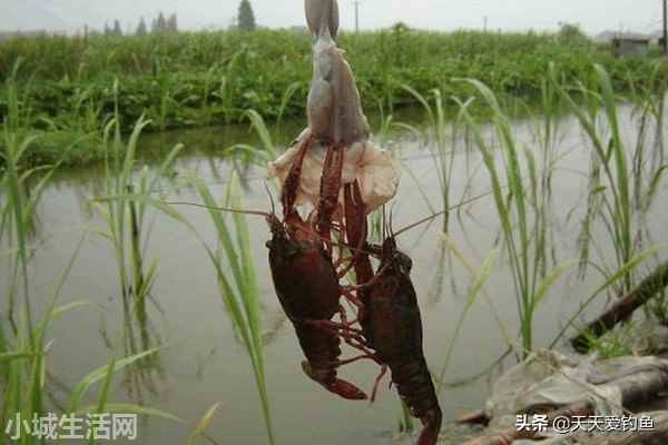 钓回来的龙虾怎么养不容易死