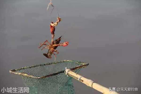 钓回来的龙虾怎么养不容易死