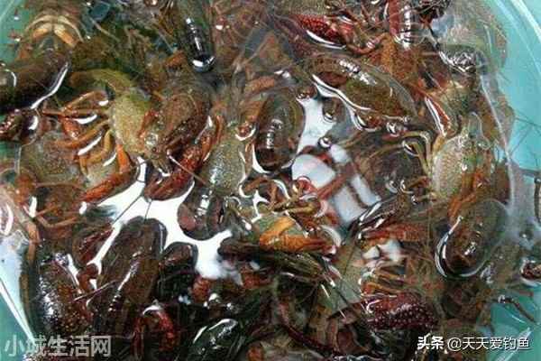 钓回来的龙虾怎么养不容易死