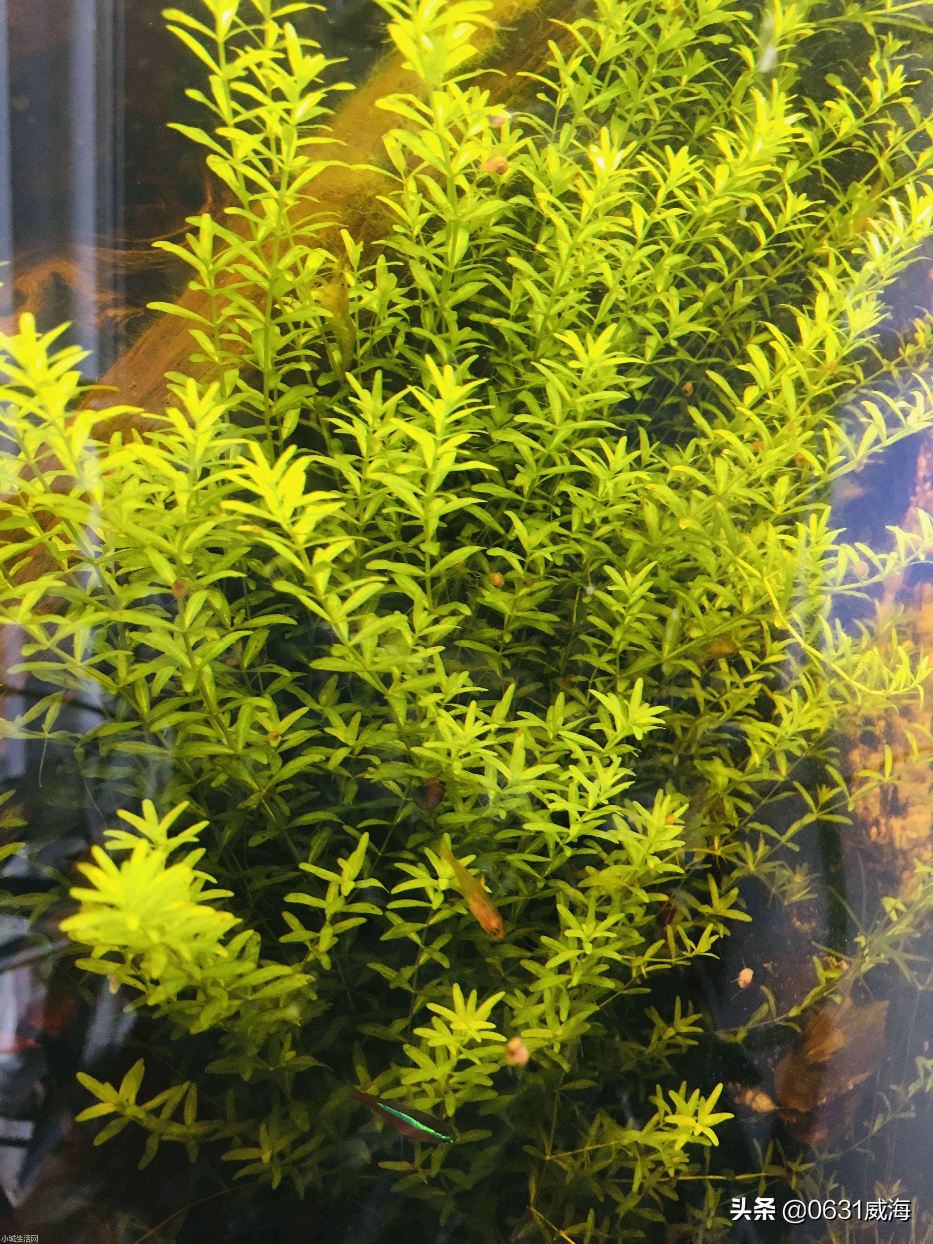 ?日本珍珠草怎么养最佳