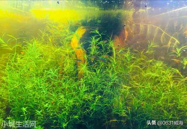 ?日本珍珠草怎么养最佳