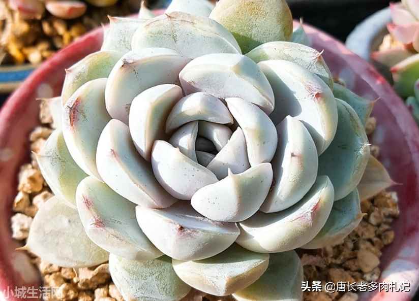 多肉植物雪兔怎么养比较好