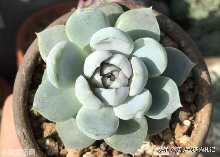 多肉植物雪兔怎么养比较好