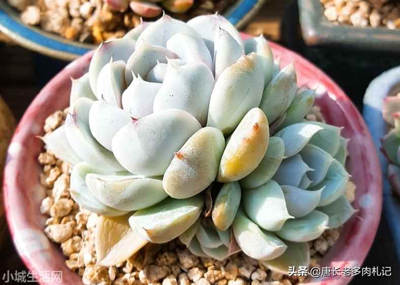 多肉植物雪兔怎么养比较好