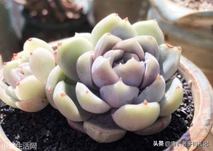 多肉植物雪兔怎么养比较好