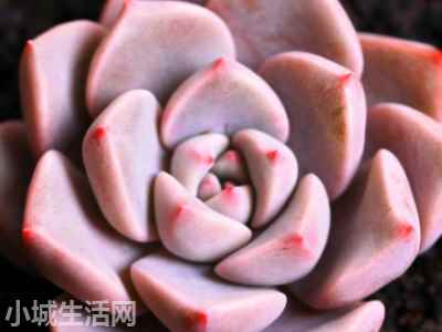 兰花红粉佳人怎么养小技巧