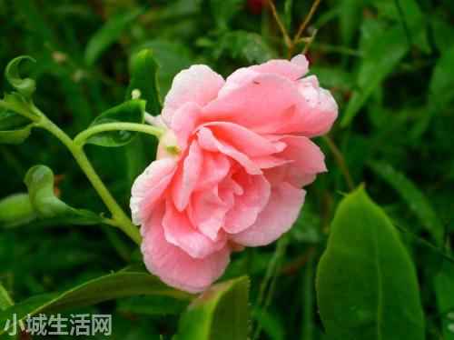 非洲重瓣凤仙花怎么养经验分享