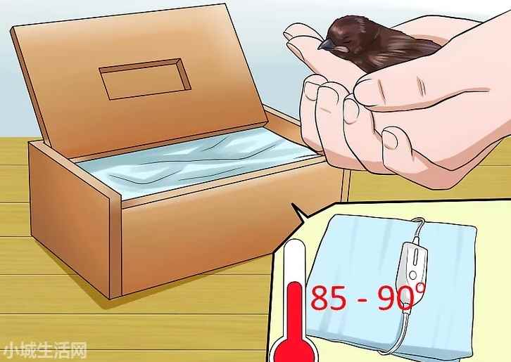 还不会飞的麻雀怎么养需要注意什么