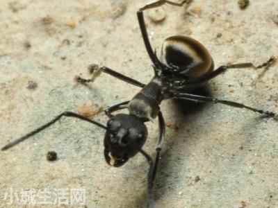 拟黑多刺蚁怎么养正确方法