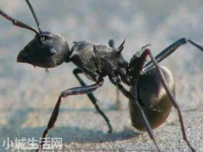 拟黑多刺蚁怎么养正确方法