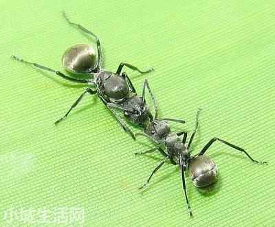 拟黑多刺蚁怎么养正确方法
