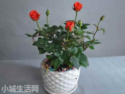 ?迷你玫瑰花怎么养忌讳什么
