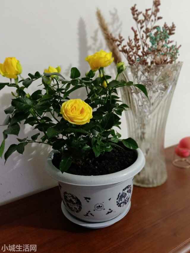 爱必达玫瑰怎么养详细介绍