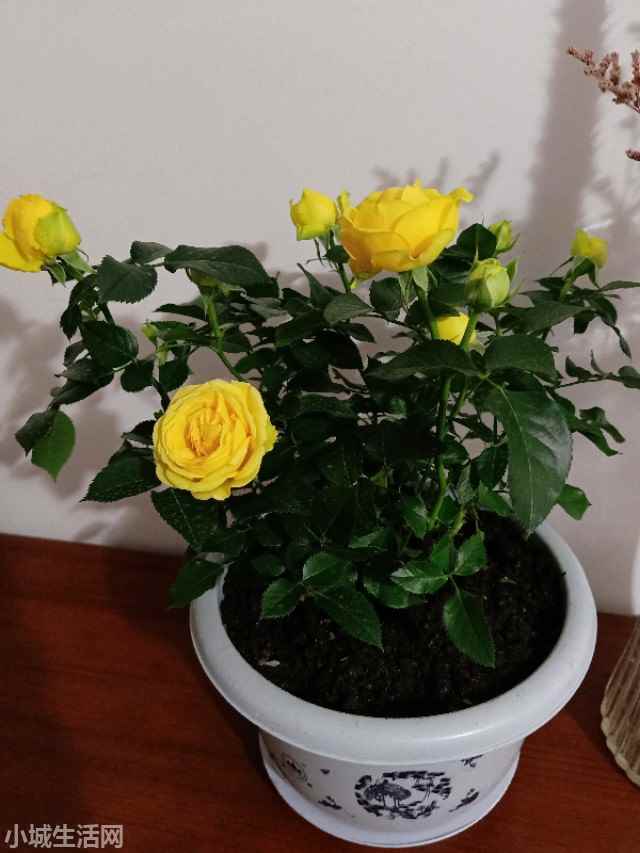 爱必达玫瑰怎么养详细介绍