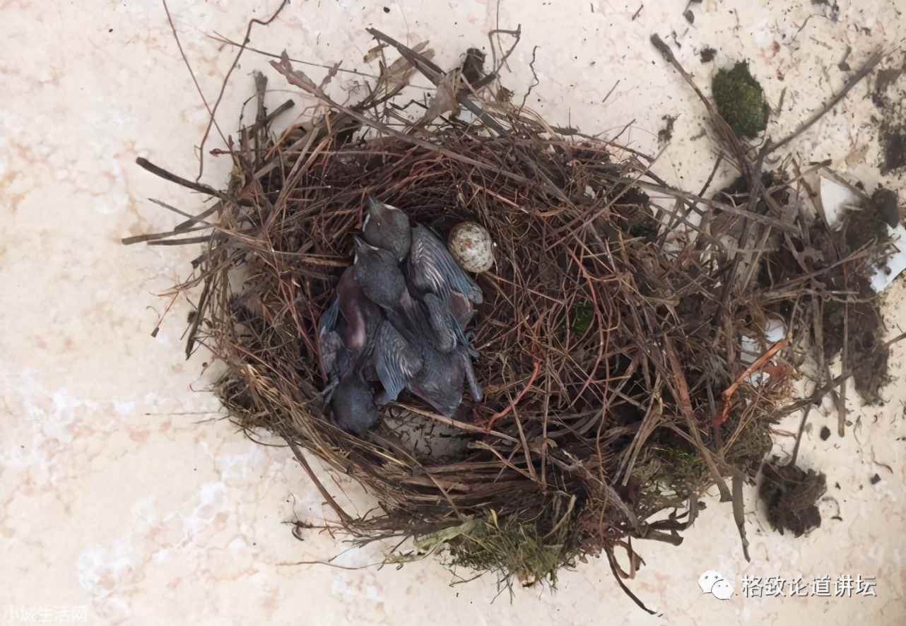 ?捡了一只小鸟怎么养正确方法