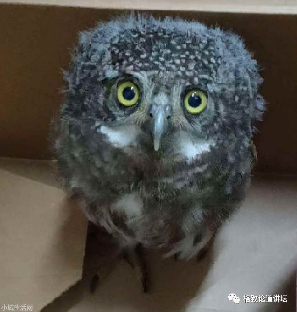 ?捡了一只小鸟怎么养正确方法