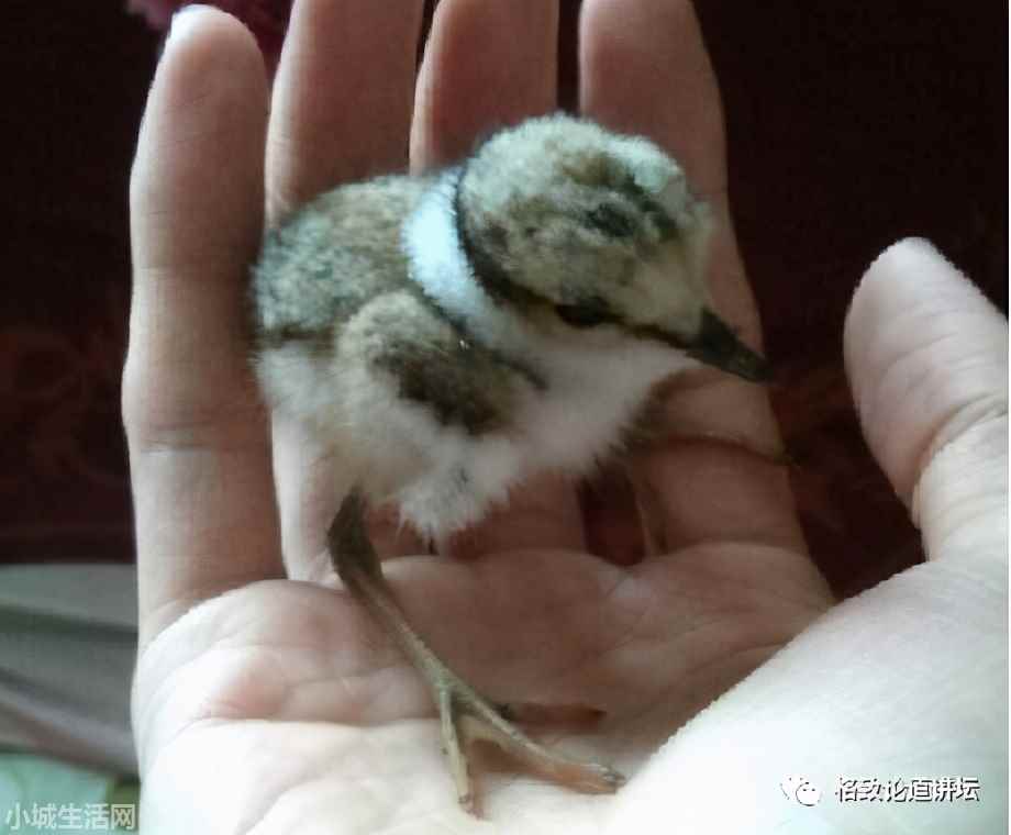 ?捡了一只小鸟怎么养正确方法