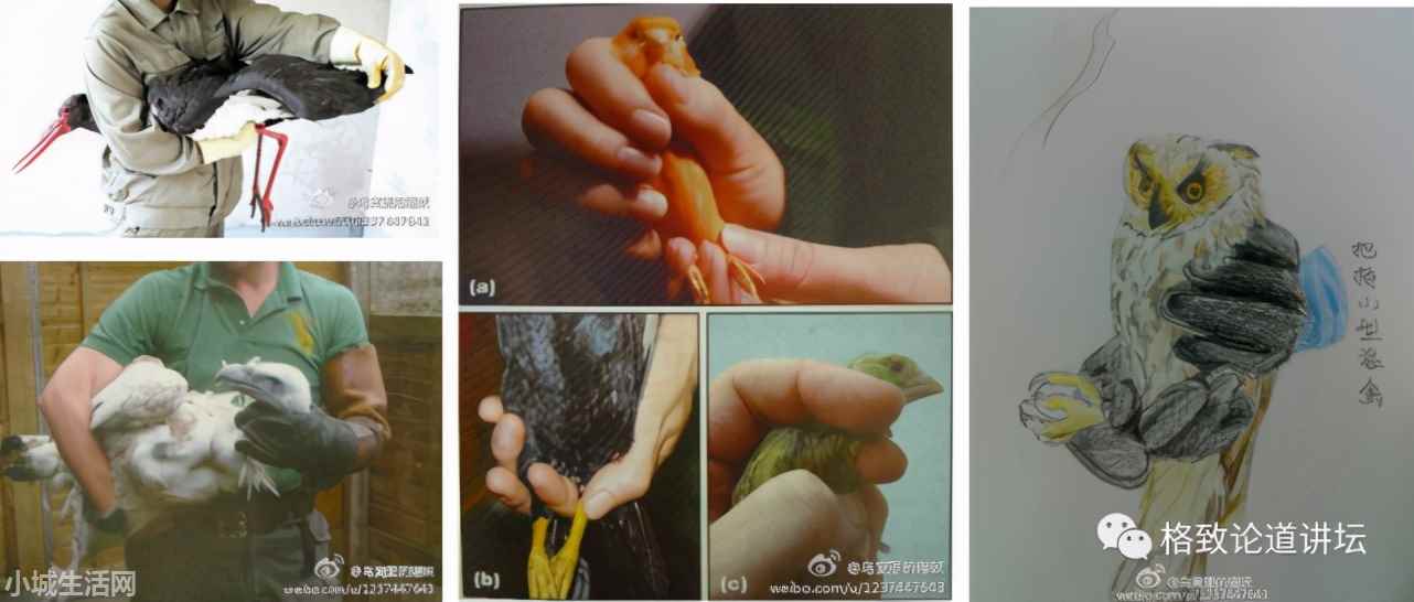 ?捡了一只小鸟怎么养正确方法