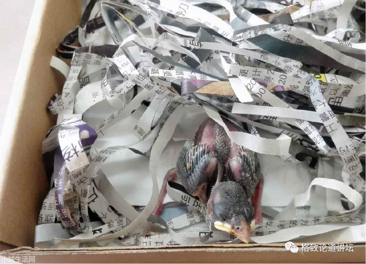 ?捡了一只小鸟怎么养正确方法